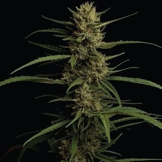 Caribbean Queen (Humboldt Seed Company) feminized