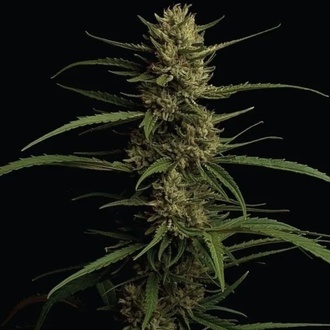 Caribbean Queen (Humboldt Seed Company) femminizzata