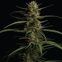 Caribbean Queen (Humboldt Seed Company) femminizzata