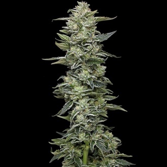 Honey Bear (Humboldt Seed Company) femminizzata