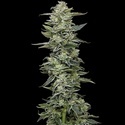 Honey Bear (Humboldt Seed Company) femminizzata