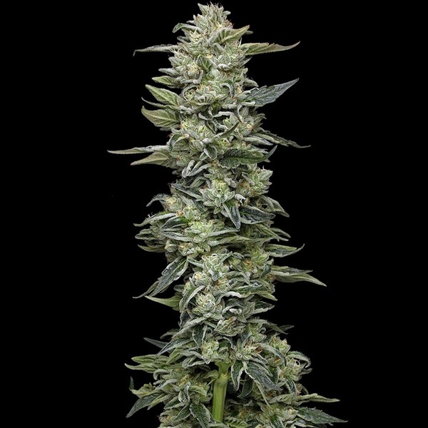 Honey Bear (Humboldt Seed Company) femminizzata