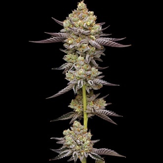 Hyper Za (Humboldt Seed Company) femminizzata