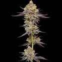 Hyper Za (Humboldt Seed Company) femminizzata