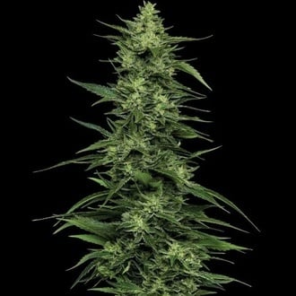 Limez (Humboldt Seed Company) femminizzata