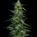 Limez (Humboldt Seed Company) femminizzata