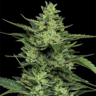 Limez (Humboldt Seed Company) femminizzata