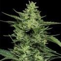 Limez (Humboldt Seed Company) femminizzata