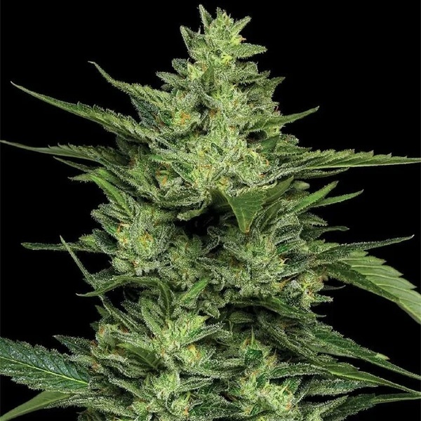 Limez (Humboldt Seed Company) femminizzata