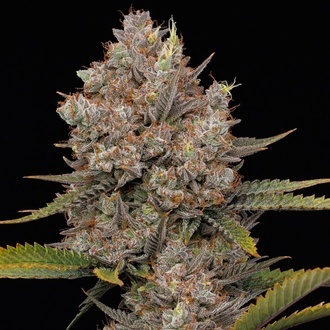 Hella Jelly Auto (Humboldt Seed Company) femminizzata