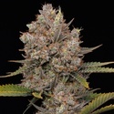 Hella Jelly Auto (Humboldt Seed Company) femminizzata