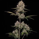 Hella Jelly Auto (Humboldt Seed Company) femminizzata