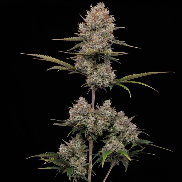 Hella Jelly Auto (Humboldt Seed Company) femminizzata