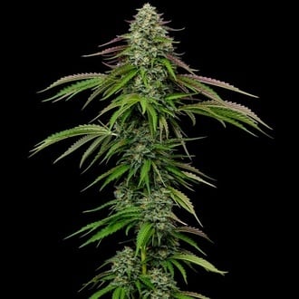 Garlic Budder Auto (Humboldt Seed Company) femminizzata