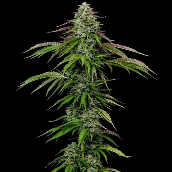 Garlic Budder Auto (Humboldt Seed Company) femminizzata