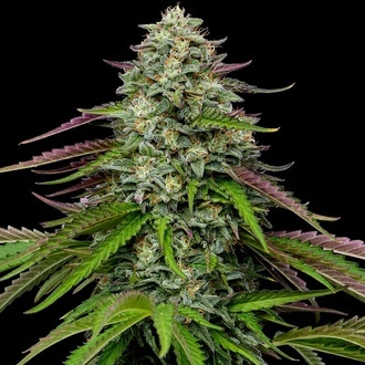 Garlic Budder Auto (Humboldt Seed Company) femminizzata