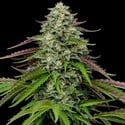 Garlic Budder Auto (Humboldt Seed Company) femminizzata