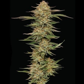 Orange Creampop (Humboldt Seed Company) Femminizzata