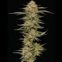 Orange Creampop (Humboldt Seed Company) Femminizzata