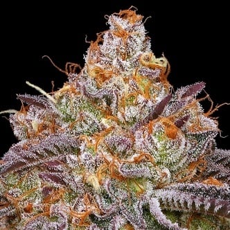 Granny Candy (Humboldt Seed Company) feminized