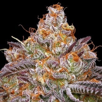 Granny Candy (Humboldt Seed Company) Femminizzata