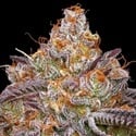 Granny Candy (Humboldt Seed Company) Femminizzata