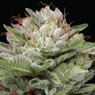 Durban Poison Auto (Humboldt Seed Company) Femminizzata