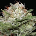 Durban Poison Auto (Humboldt Seed Company) Femminizzata