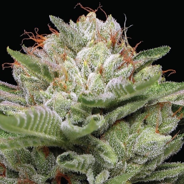Durban Poison Auto (Humboldt Seed Company) Femminizzata