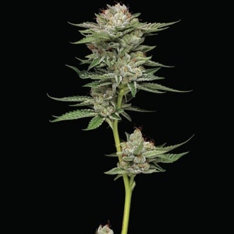 Durban Poison Auto (Humboldt Seed Company) Femminizzata