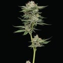 Durban Poison Auto (Humboldt Seed Company) Femminizzata