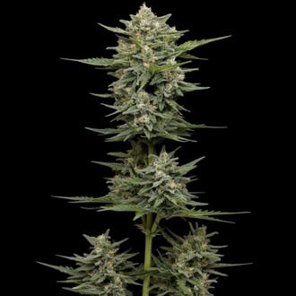 Vanilla Latte Auto (Humboldt Seed Company) Femminizzata