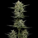 Vanilla Latte Auto (Humboldt Seed Company) Femminizzata