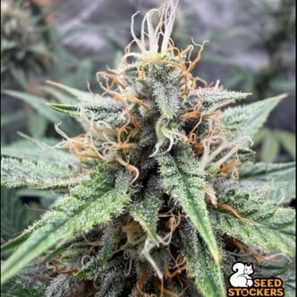 Drizl Pickl Auto (Seedstockers) Femminizzata