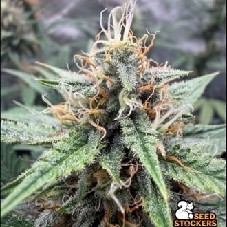 Drizl Pickl Auto (Seedstockers) Femminizzata