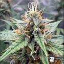 Drizl Pickl Auto (Seedstockers) Femminizzata
