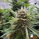 Fishy Zoap Auto (Seedstockers) Femminizzata