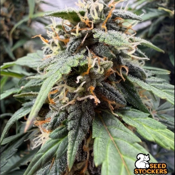 F.U.H (F*cked Up Hippy) Auto (Seedstockers) Femminizzata