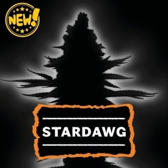 Stardawg Auto (Seedstockers) Femminizzata