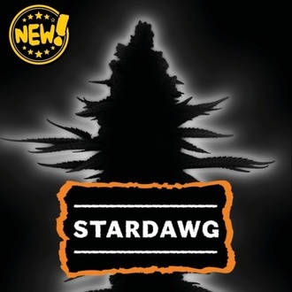 Stardawg Auto (Seedstockers) Femminizzata
