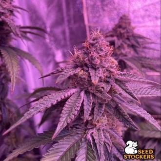 Barcelona Puff (Seedstockers) Femminizzata