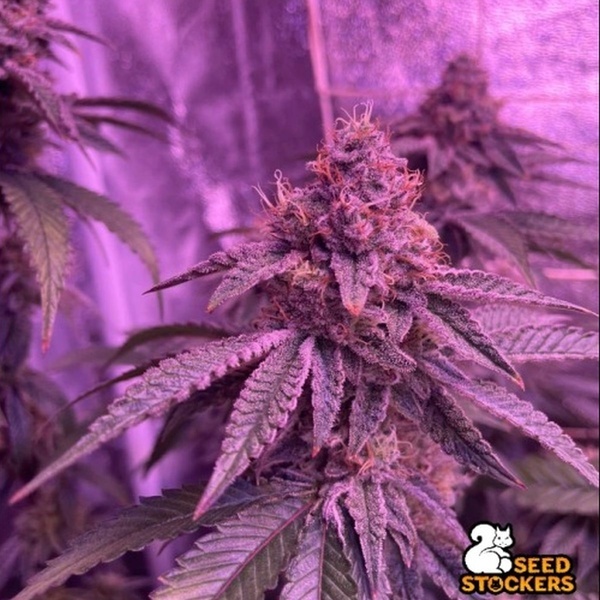 Barcelona Puff (Seedstockers) Femminizzata