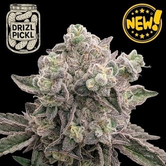 Drizl Pickl (Seedstockers) Femminizzata