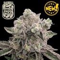 Drizl Pickl (Seedstockers) Femminizzata