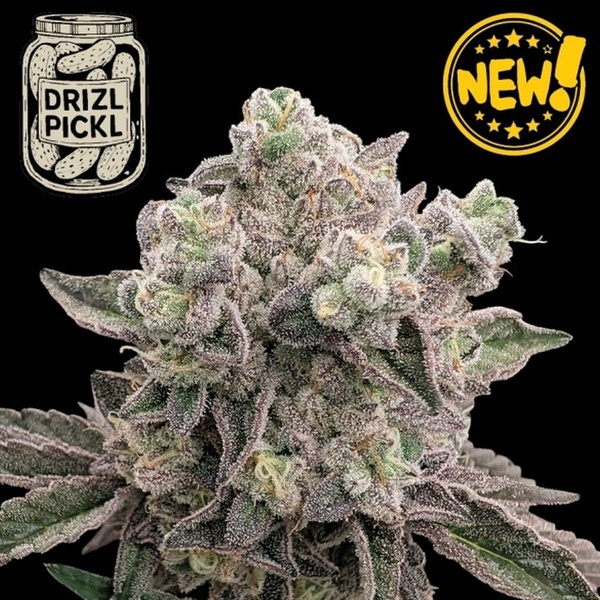 Drizl Pickl (Seedstockers) Femminizzata
