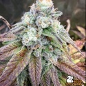 Fishy Zoap (Seedstockers) Femminizzata