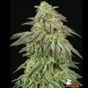 FUH F*cked Up Hippy (Seedstockers) Femminizzata