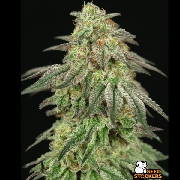 FUH F*cked Up Hippy (Seedstockers) Femminizzata