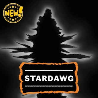Stardawg (Seedstockers) Femminizzata