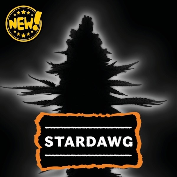 Stardawg (Seedstockers) Femminizzata